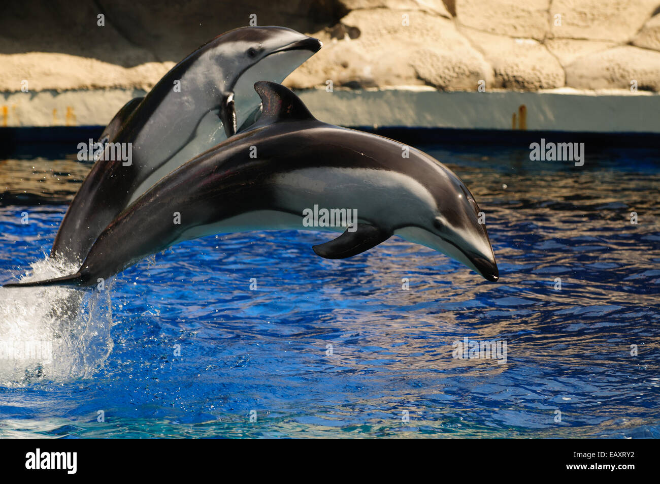 Dauphins sautant Pacific Whitesided au cours d'un show à Vancouver Aquarium Banque D'Images
