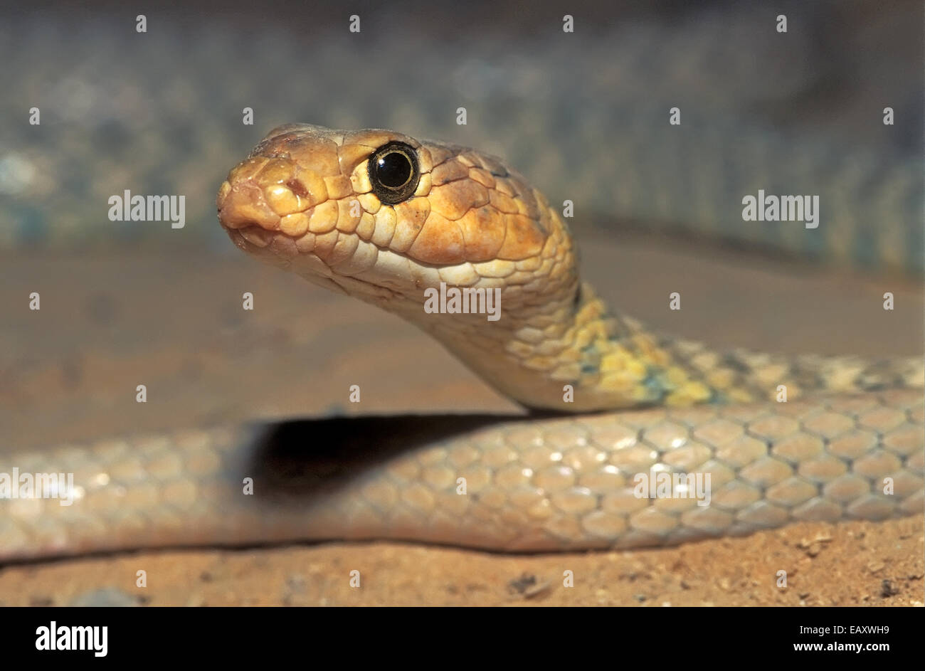 Braid, Serpent Coluber rhodorhachis Banque D'Images