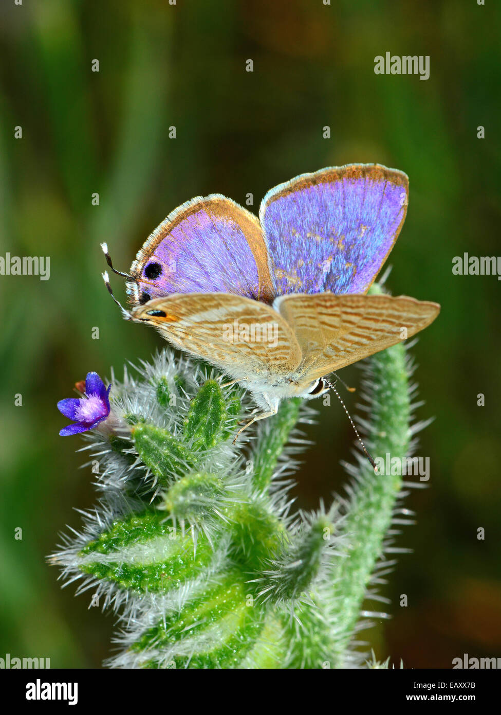 Plante épineuse sur papillon bleu Banque D'Images