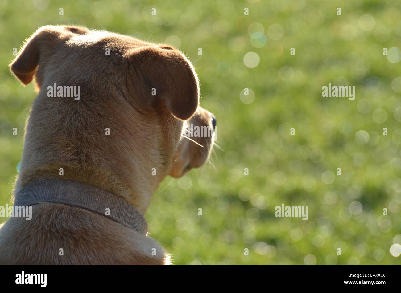 chien Webster Banque D'Images