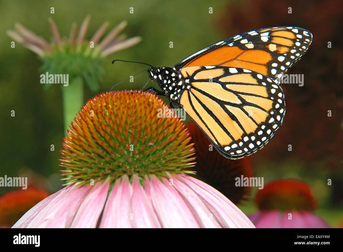 Papillon monarque, se nourrissant de nectar Banque D'Images