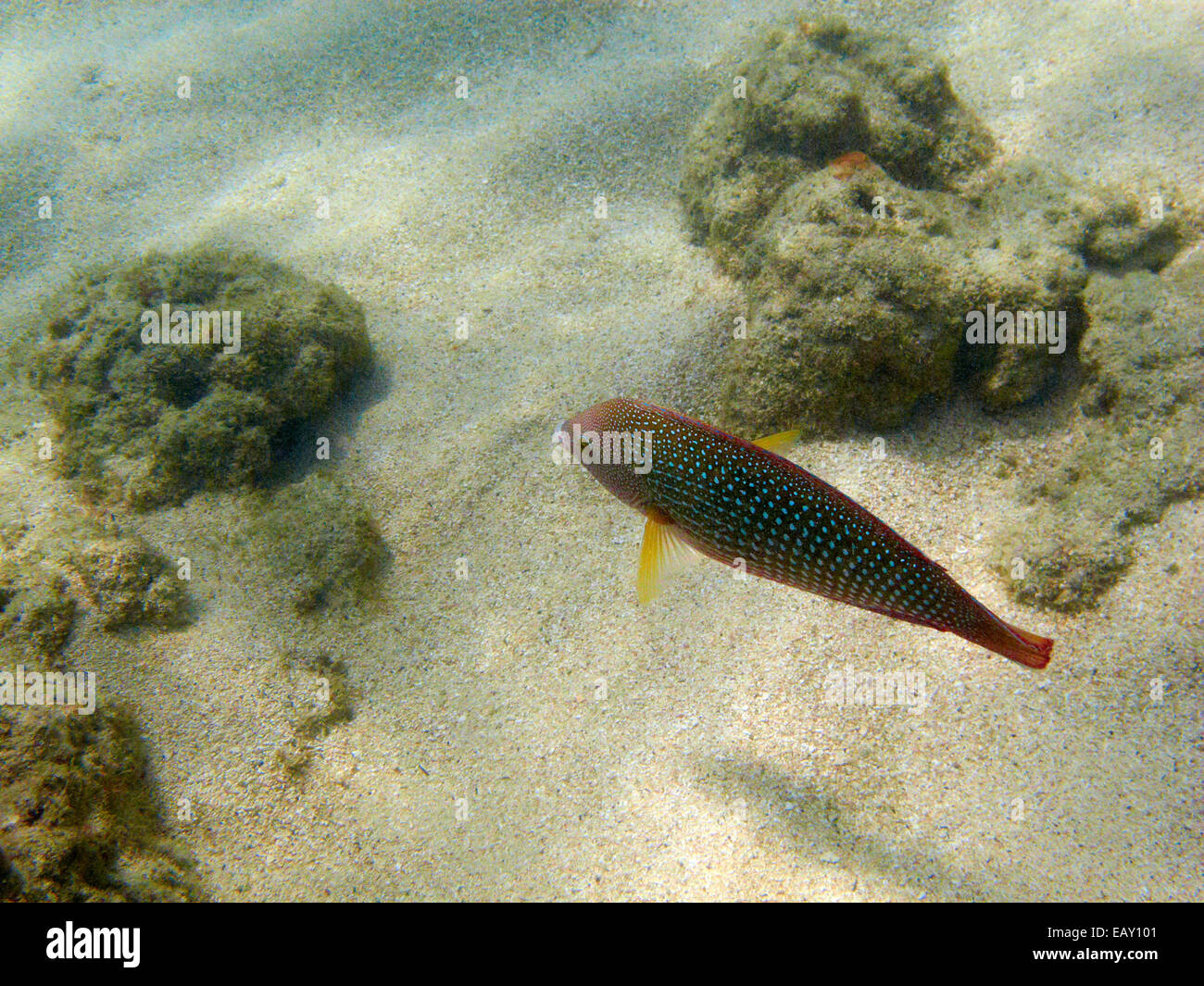 Anampses Pearl Napoléon (Cuvier), Hanauma Bay Nature Preserve, Oahu, Hawaii, USA - underwater Banque D'Images