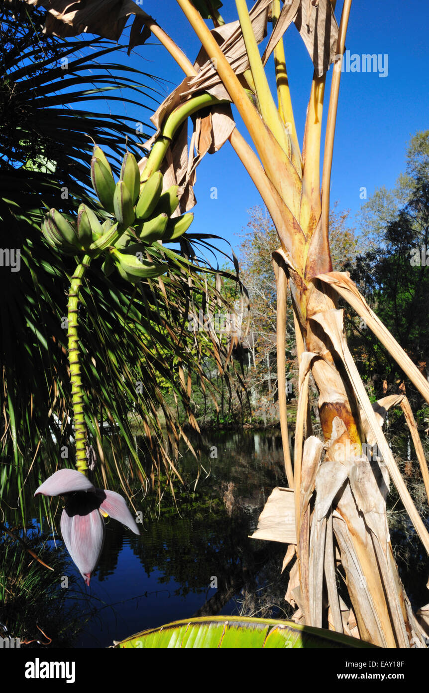 Plante banane montrant les fruits et fleurs Banque D'Images