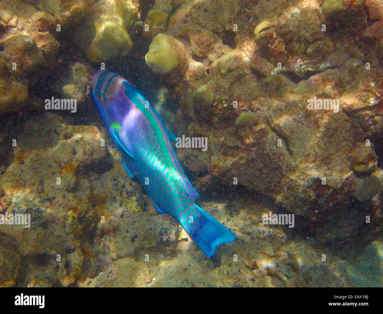 Perroquet à lunettes ( Chlorurus perspicillatus ), Hanauma Bay Nature Preserve, Oahu, Hawaii, USA - underwater Banque D'Images