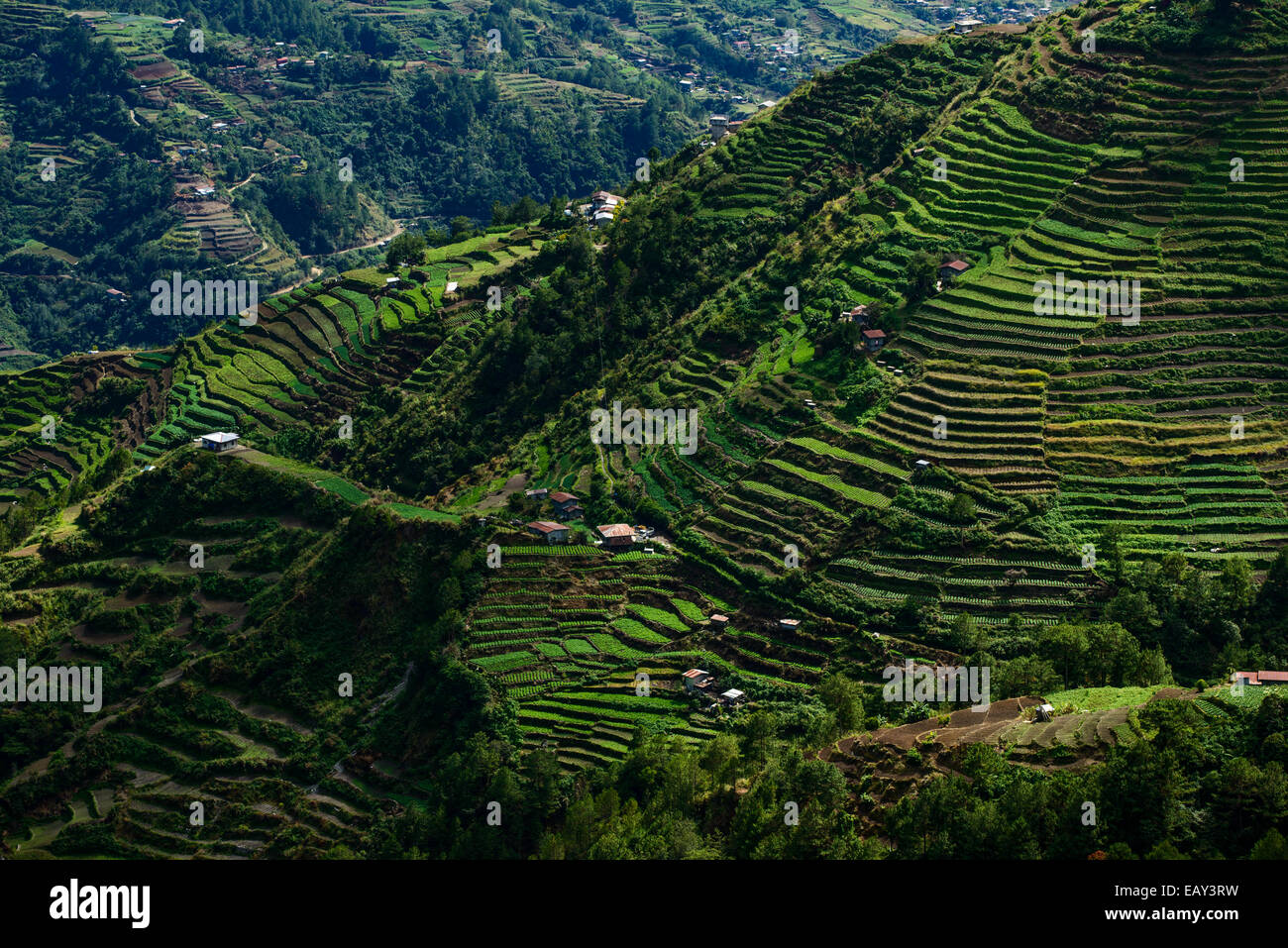 Terrasses de riz, nord-Luzon, Philippines Banque D'Images