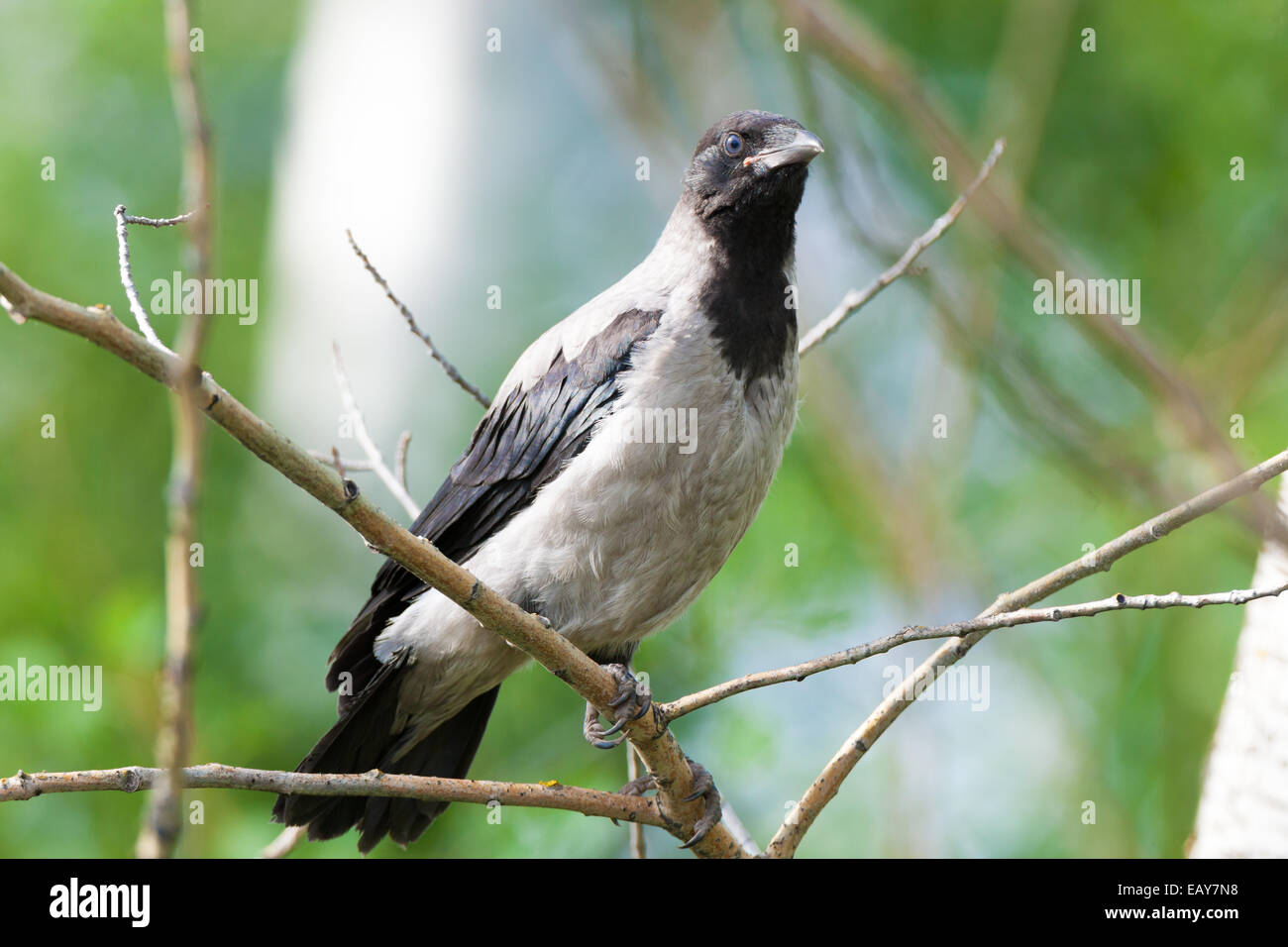 Corvus cornix, Hooded Crow est dans la nature. Banque D'Images