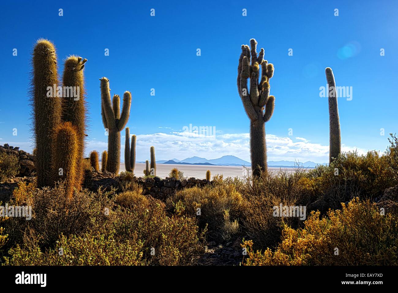 HDR de l'atmosphère d'un coup Incahuasi cactus hill au désert de Uyuni en Bolivie Banque D'Images