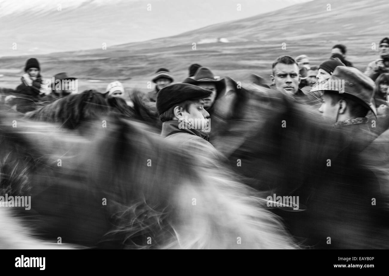 L'homme ivre au milieu de l'Iceland horse roundup B&W Banque D'Images