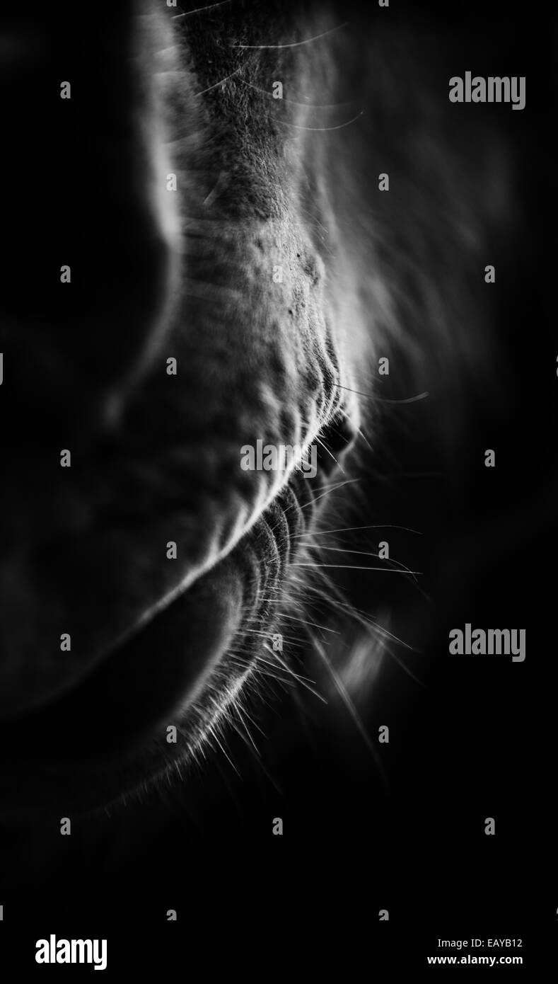 Icelandic Horse close up detail en noir et blanc Banque D'Images