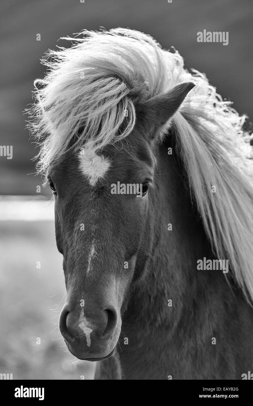 Icelandic Horse B&W Banque D'Images