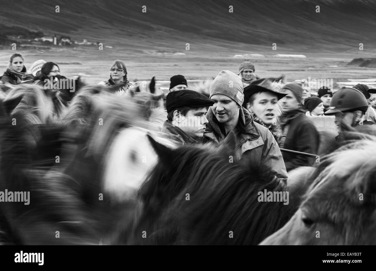 L'homme ivre au milieu de l'Iceland horse roundup B&W Banque D'Images