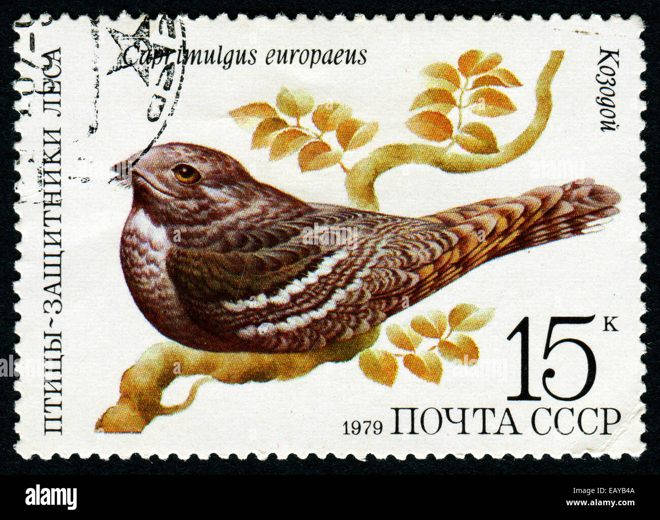 Urss - circa 1979 : timbre imprimé en URSS (Russie) montre un oiseau Caprimulgus europaeus avec l'inscription et le nom de la série ' Banque D'Images