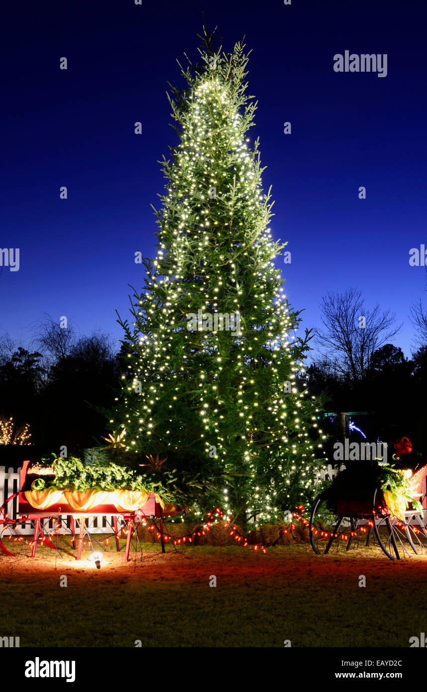 Une piscine d'arbres de Noël a été décoré avec des lumières blanches et tourné contre un brillant ciel bleu. Banque D'Images