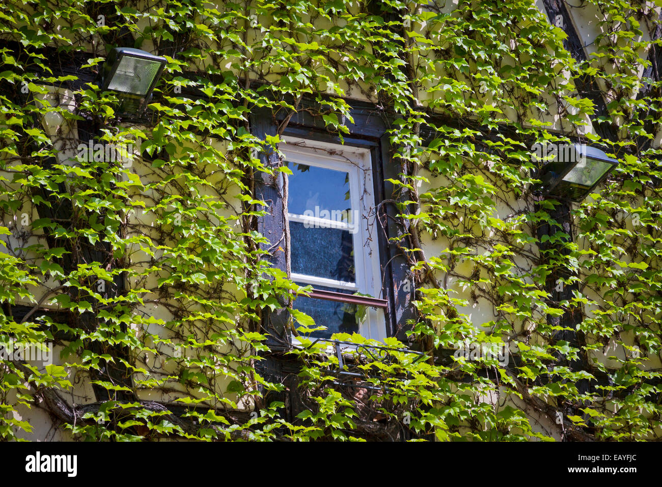 Mur avec fenêtre couverte de lierre vert Banque D'Images