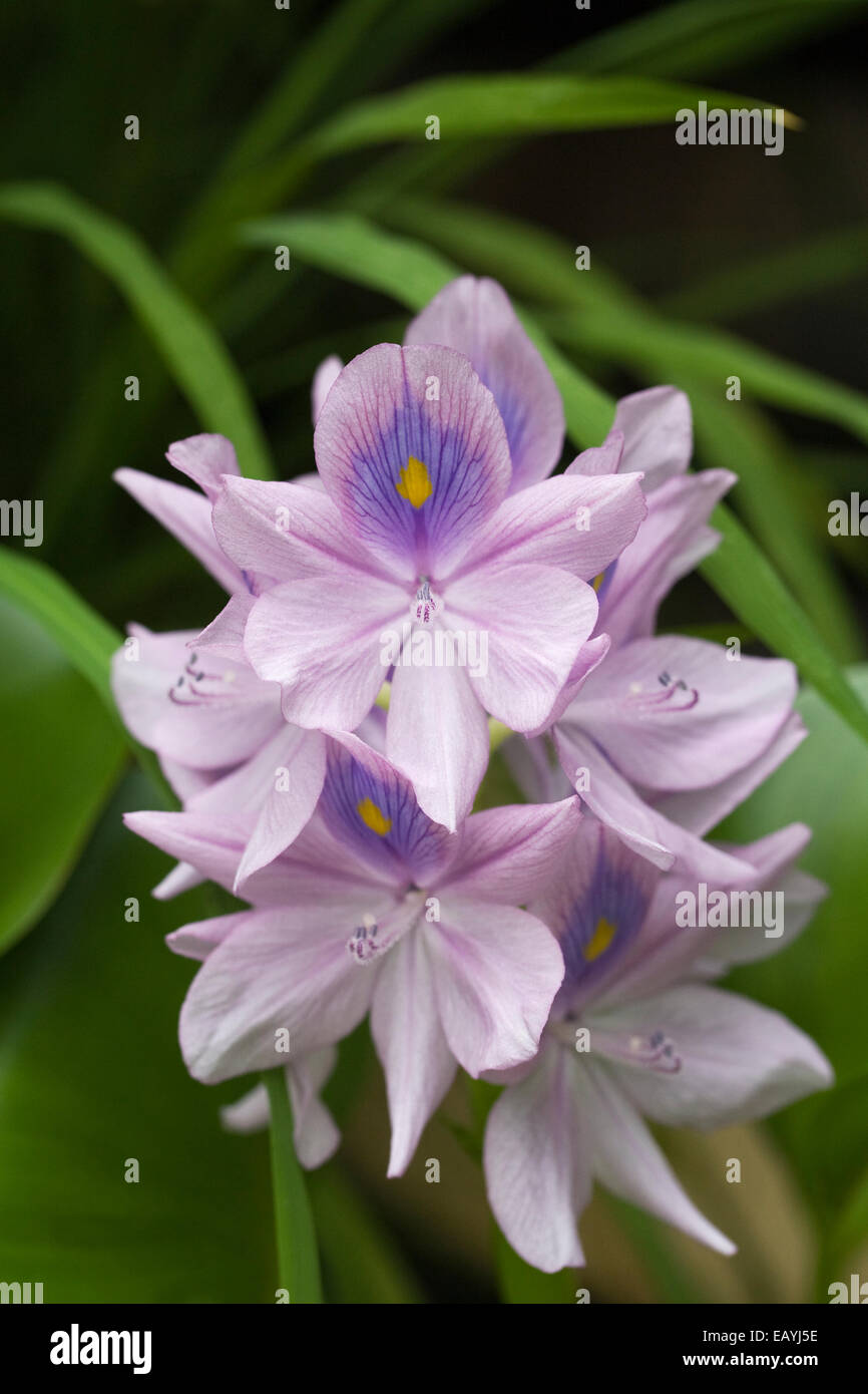 Eichhornia crassipes 'Majeur'. La Jacinthe fleur. Banque D'Images