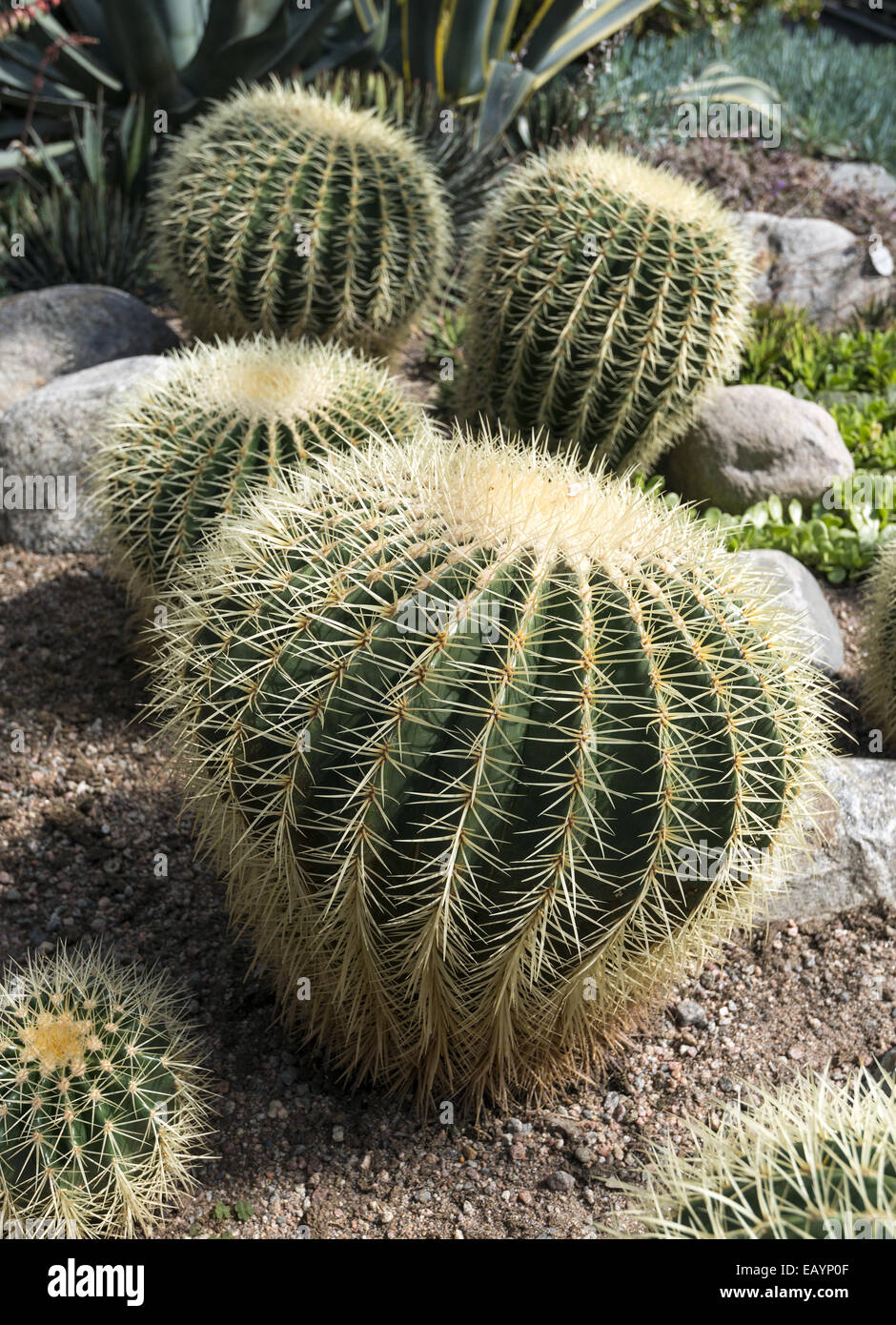 L'affichage à l'intérieur du cactus Jardin d'hiver d'Helsinki, Helsinki, Finlande Banque D'Images