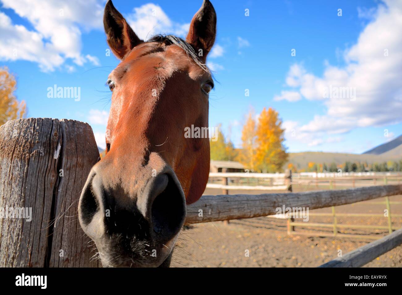 cheval Banque D'Images