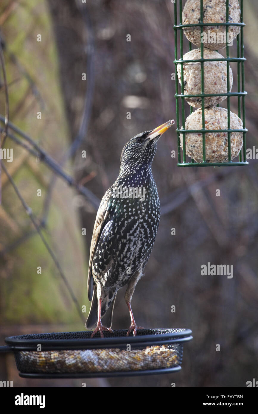 Boules de graisse alimentation Starling Banque D'Images