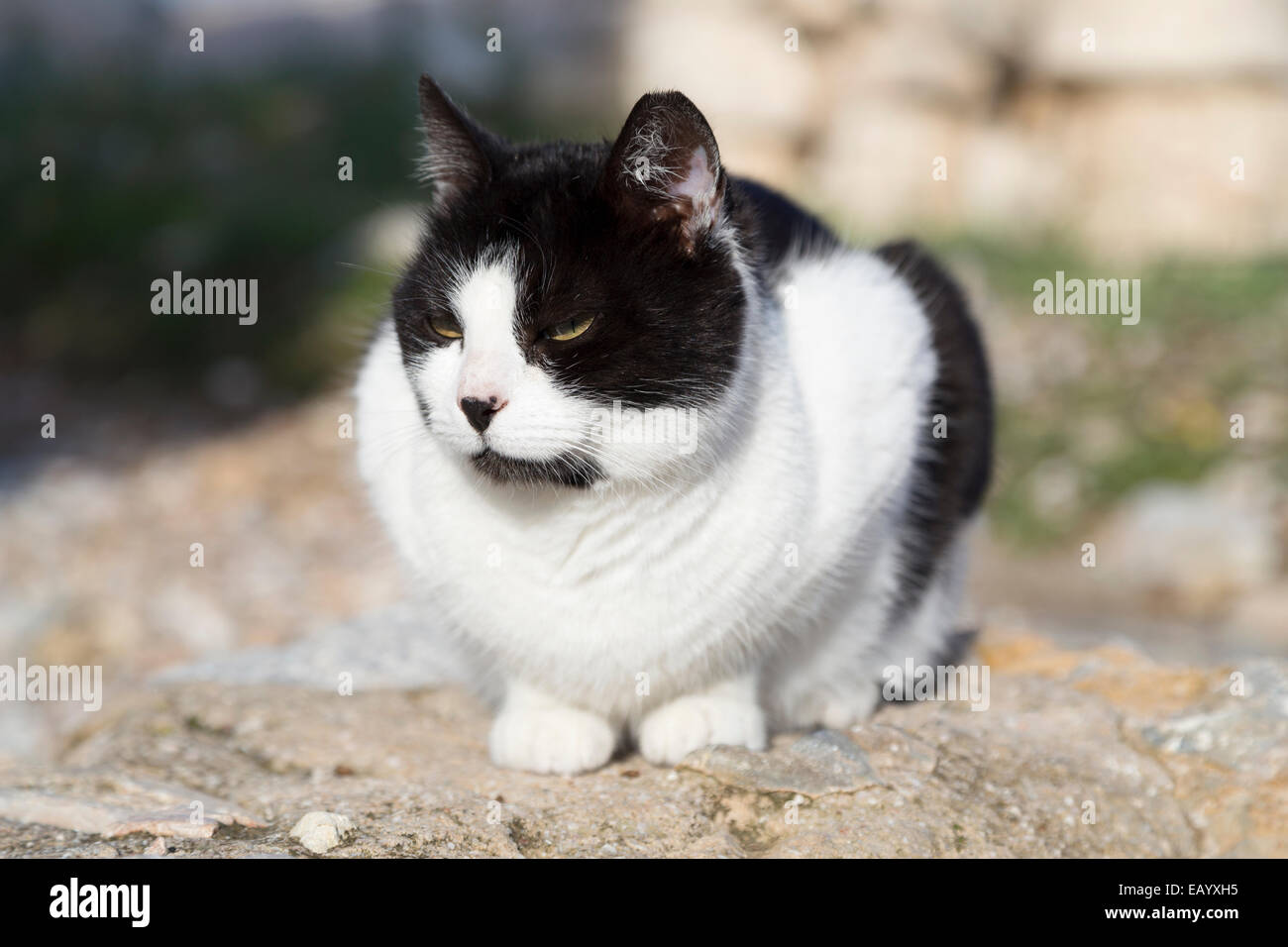 Grèce, Athènes, chat sauvage à l'Acropole. Banque D'Images
