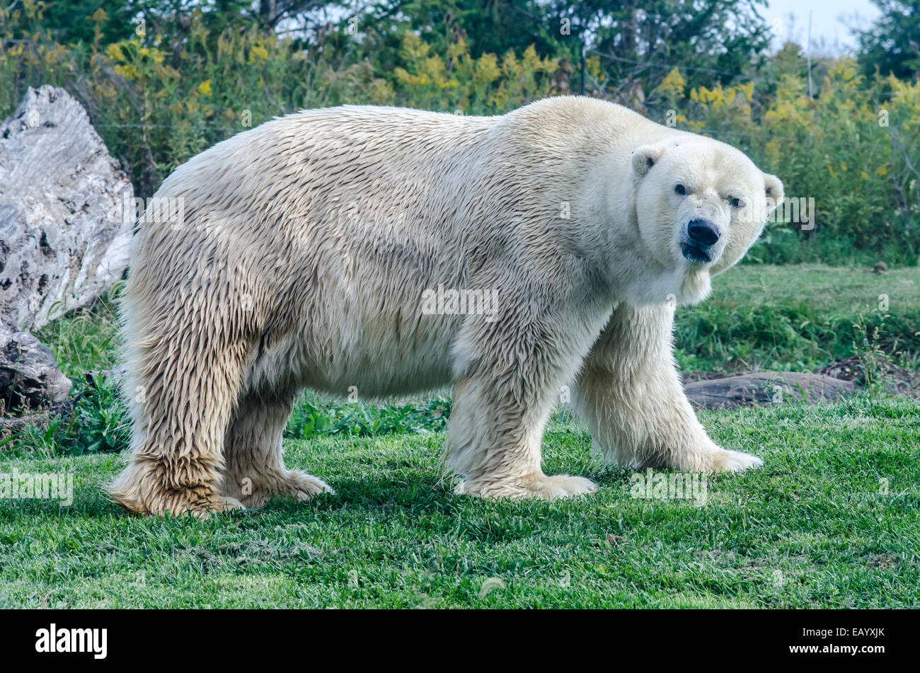 L'ours polaire se penche sur appareil photo avec un visage grincheux Banque D'Images