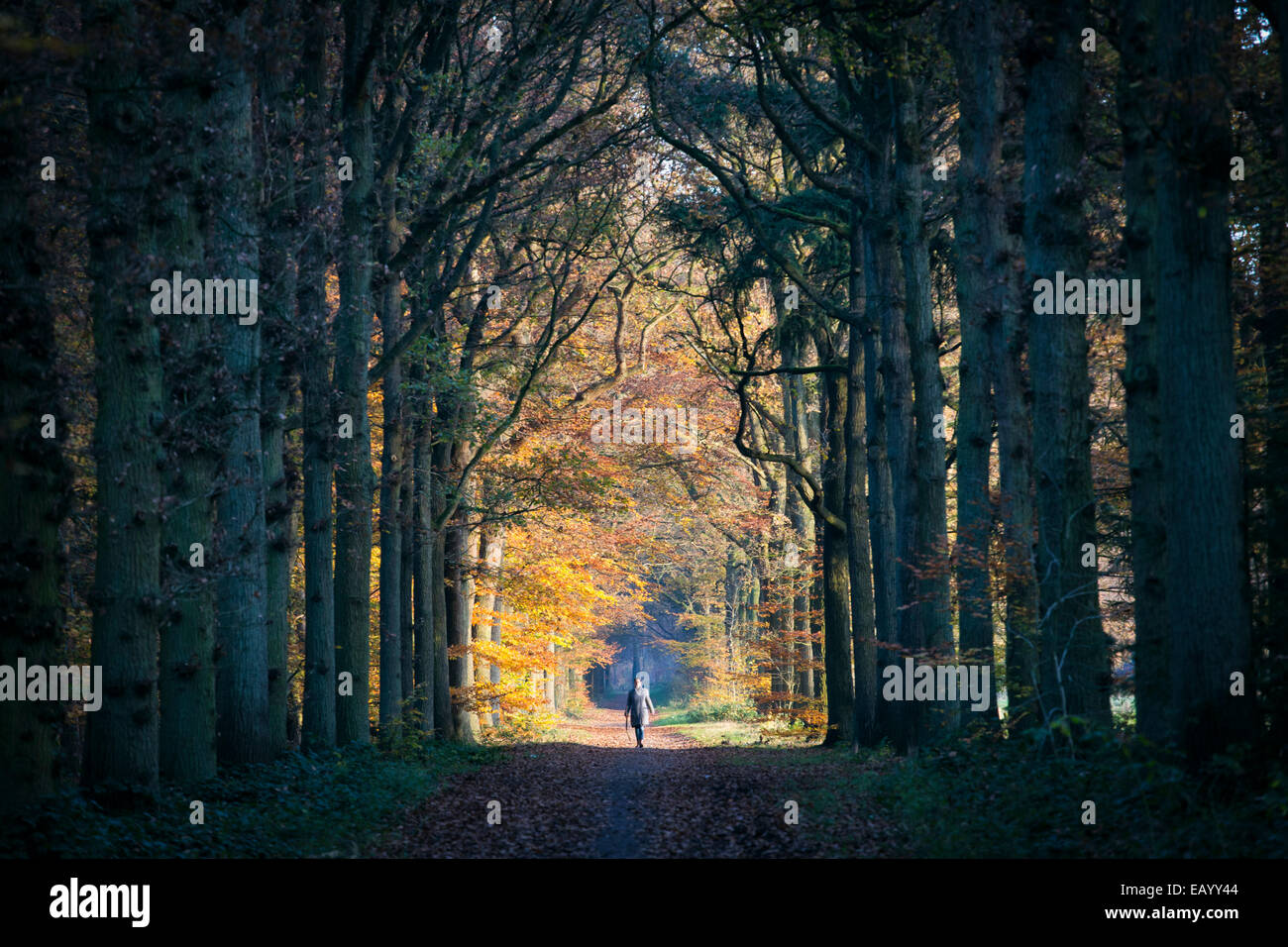 Femme marche dans une pelouse d'automne avec un soleil très bas dans l'ombre et spectaculaire Banque D'Images