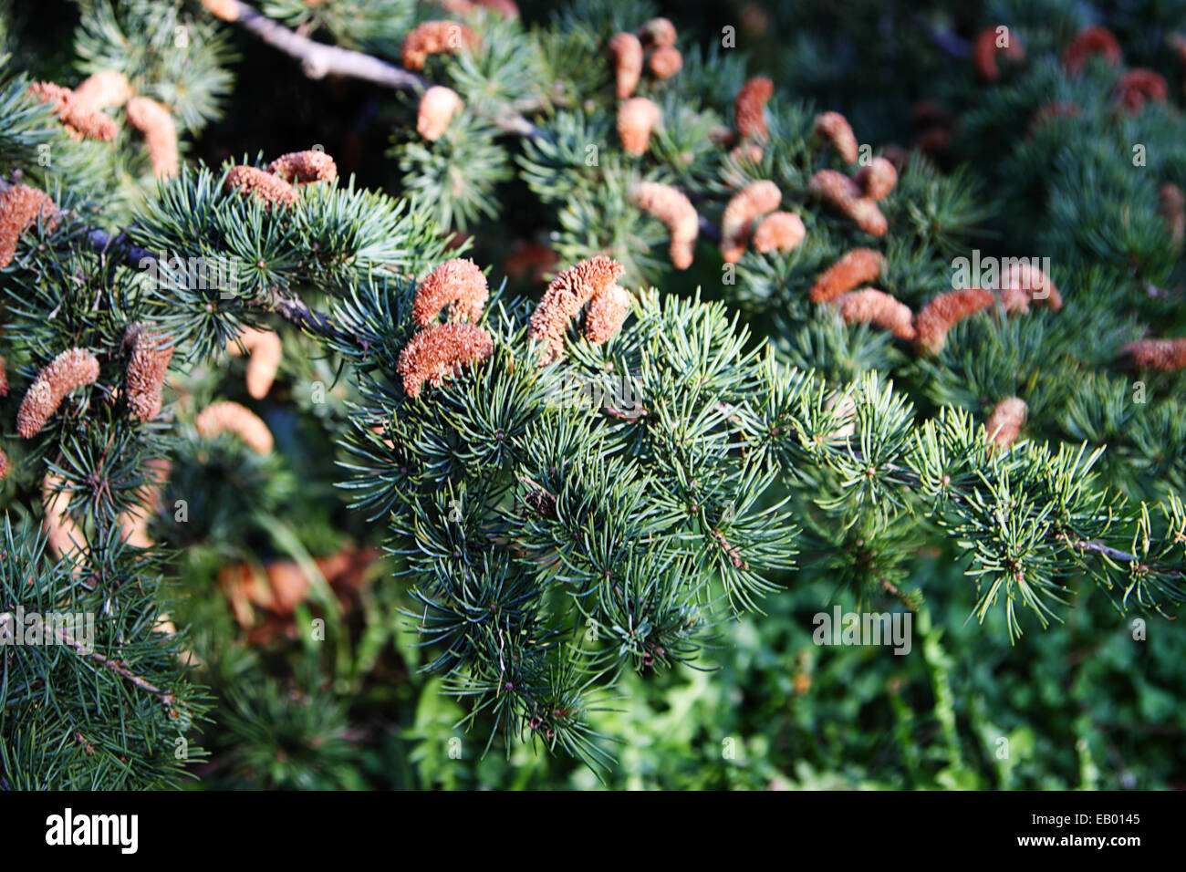 La direction générale de l'épinette. Banque D'Images