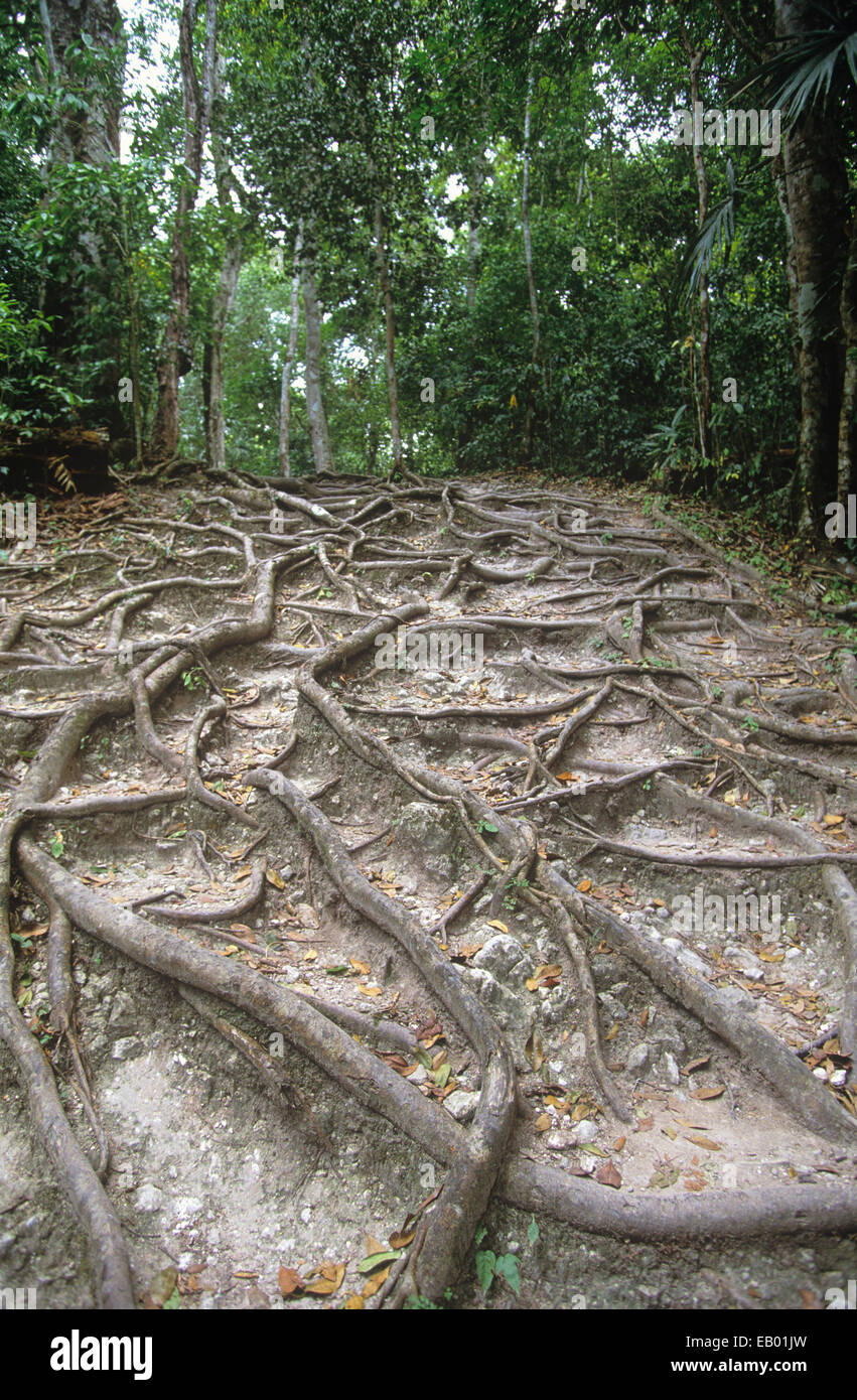 Racines d'un arbre ceiba au parc national de Tikal, Guatemala, Amérique Centrale Banque D'Images