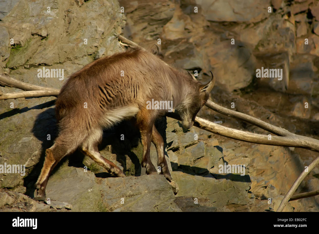 Hemitragus jemlahicus, tahr de l'himalaya Banque D'Images