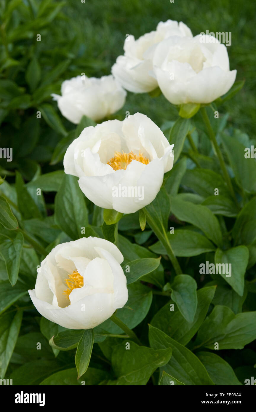 PAEONIA 'Starlight' Banque D'Images