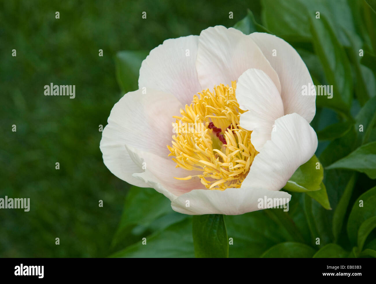 PAEONIA 'Golden Wings' Banque D'Images