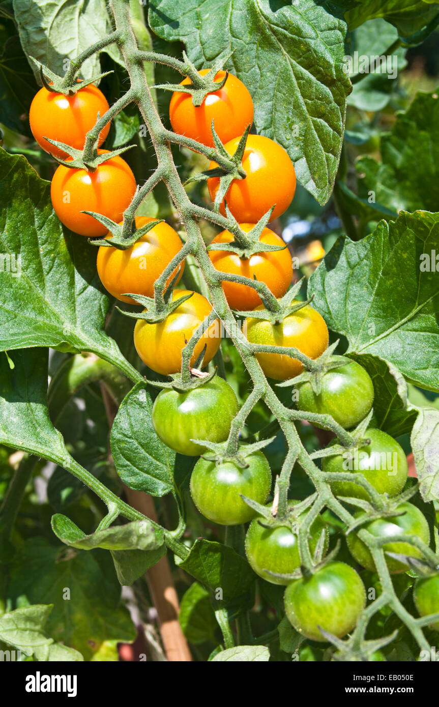 Truss de orange Sungold mûrissement des tomates cerises sur la vigne dans le soleil d'été dans le jardin intérieur, Cumbria, Angleterre, Royaume-Uni Banque D'Images