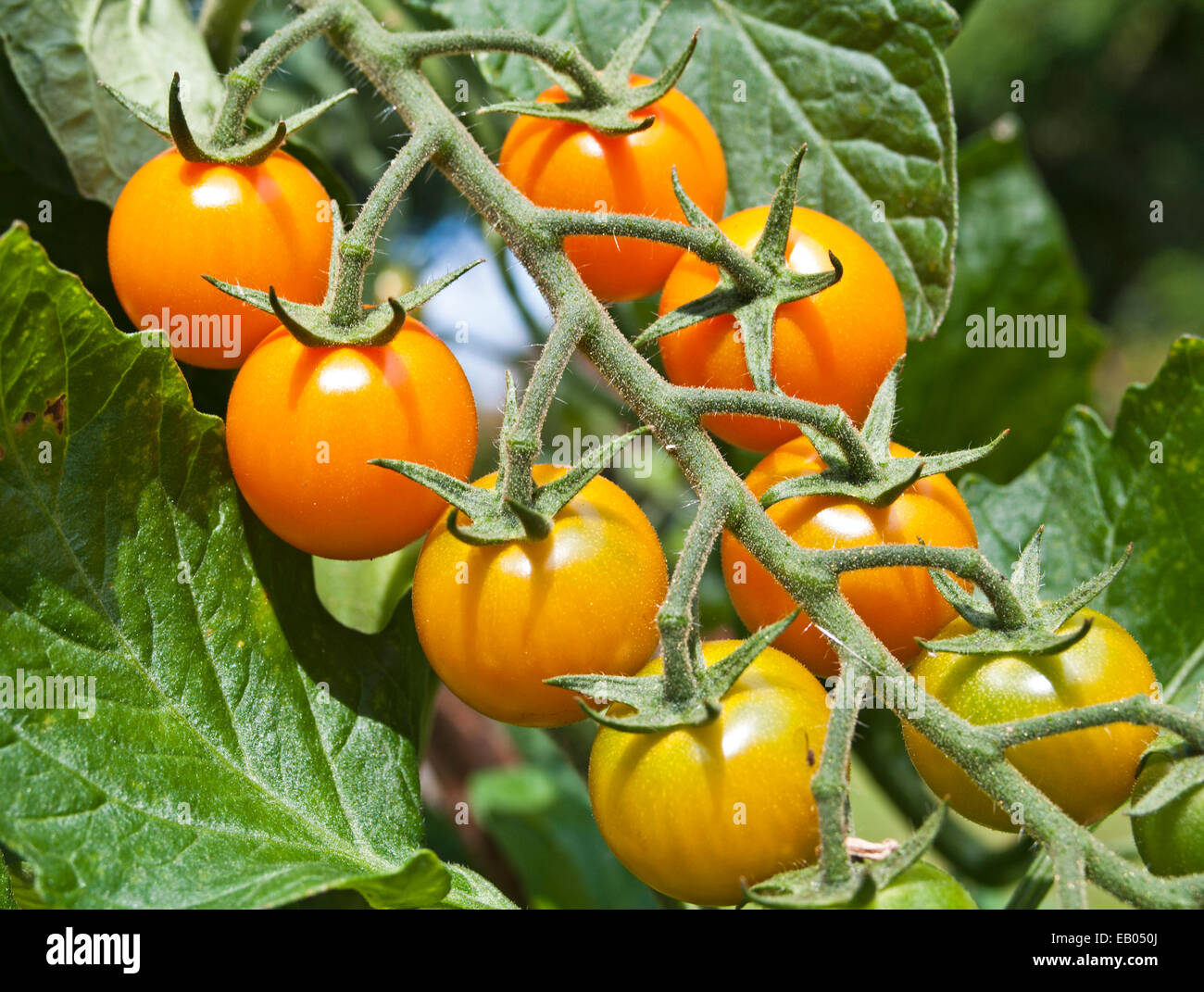 Close up of orange Sungold truss de mûrissement des tomates cerises sur la vigne au soleil d'été dans le jardin intérieur, Cumbria England Banque D'Images