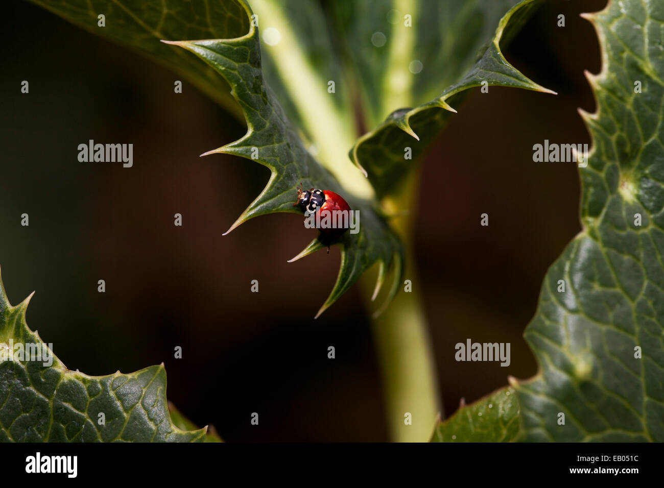 Lady bug accroché sur une feuille, le comté de Marin, en Californie, USA. Banque D'Images