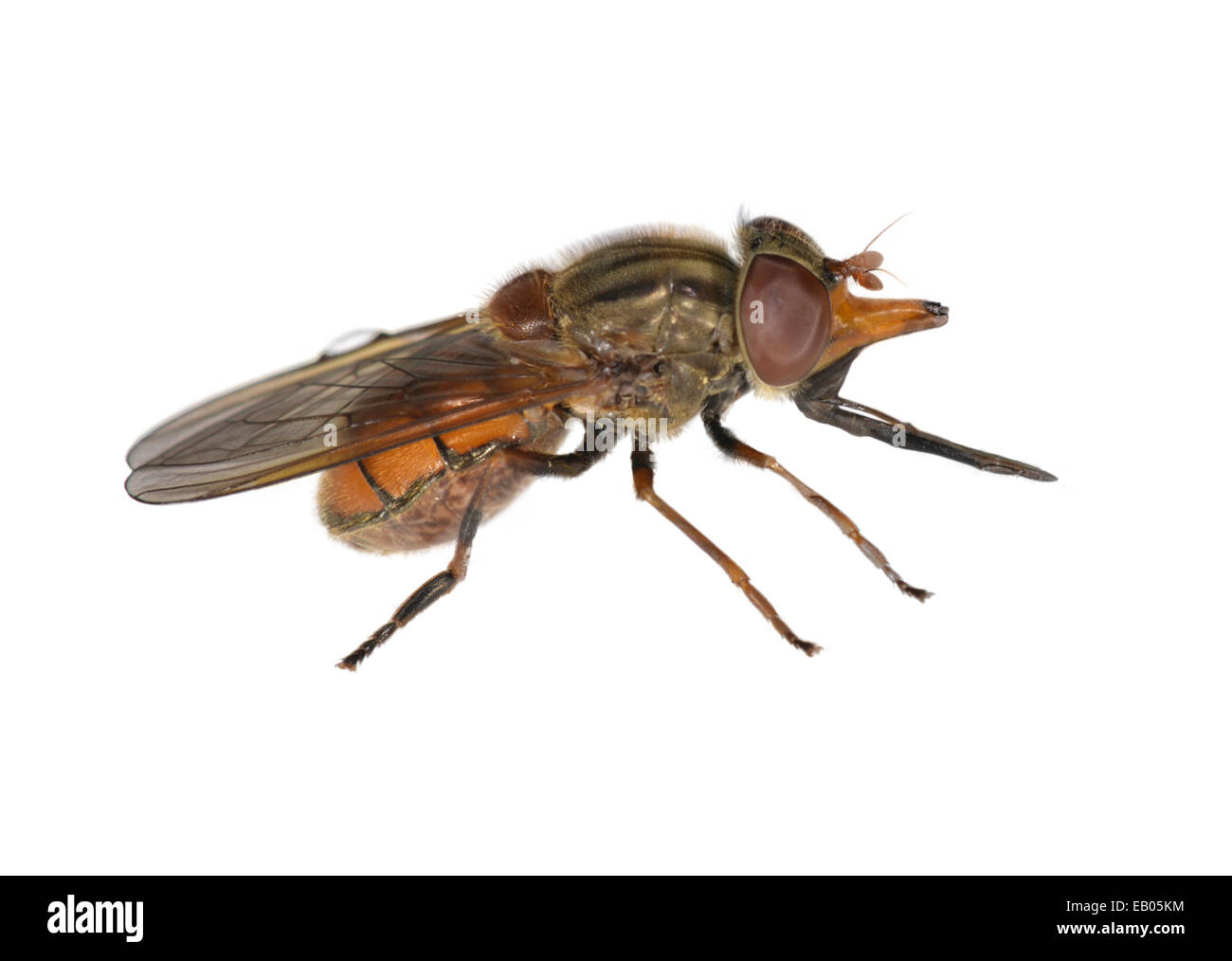 - Rhingia campestris hoverfly Banque D'Images