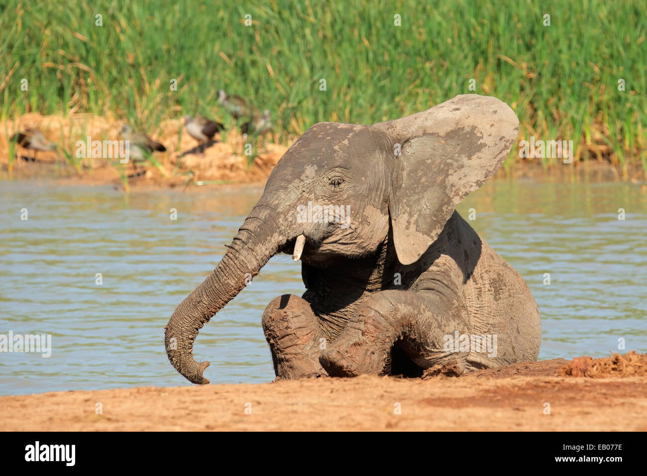 Un jeune éléphant africain (Loxodonta africana) à un point d'Addo Elephant National Park, Afrique du Sud Banque D'Images