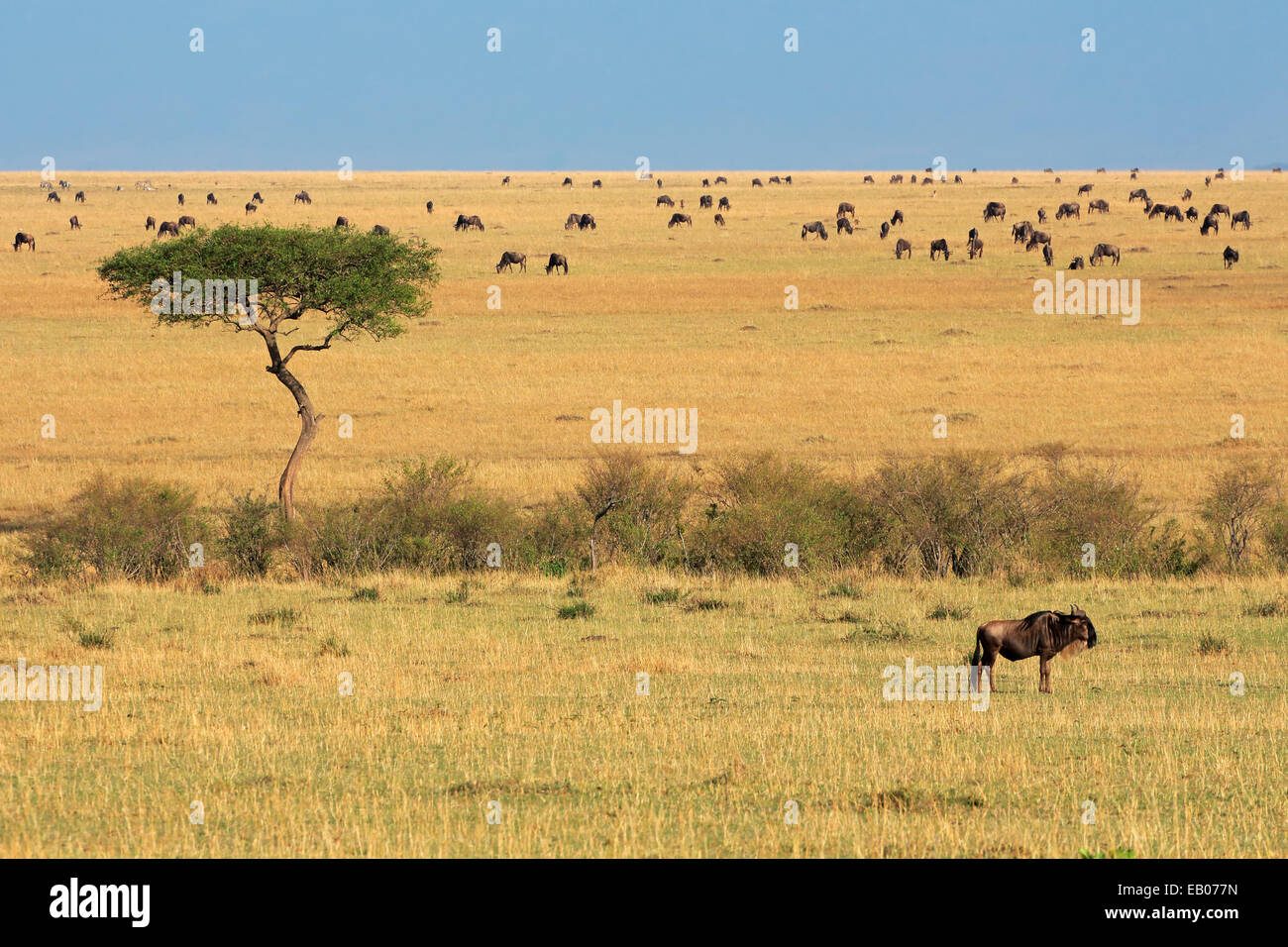 Le Gnou bleu (Connochaetes taurinus) et arbre, Masai Mara National Reserve, Kenya Banque D'Images