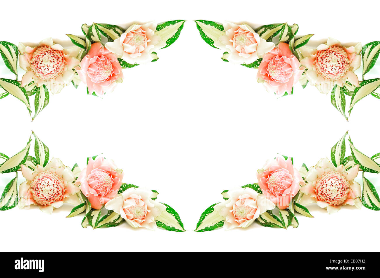 Torche rose fleur de gingembre (Etlingera elatior), isolé sur fond blanc Banque D'Images