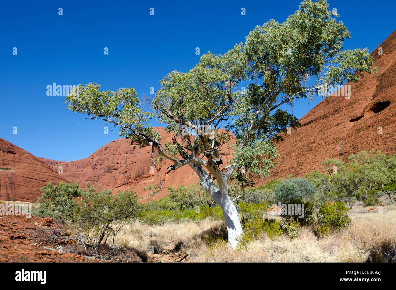 White Gum Tree, les Olgas, Territoire du Nord, Australie Banque D'Images