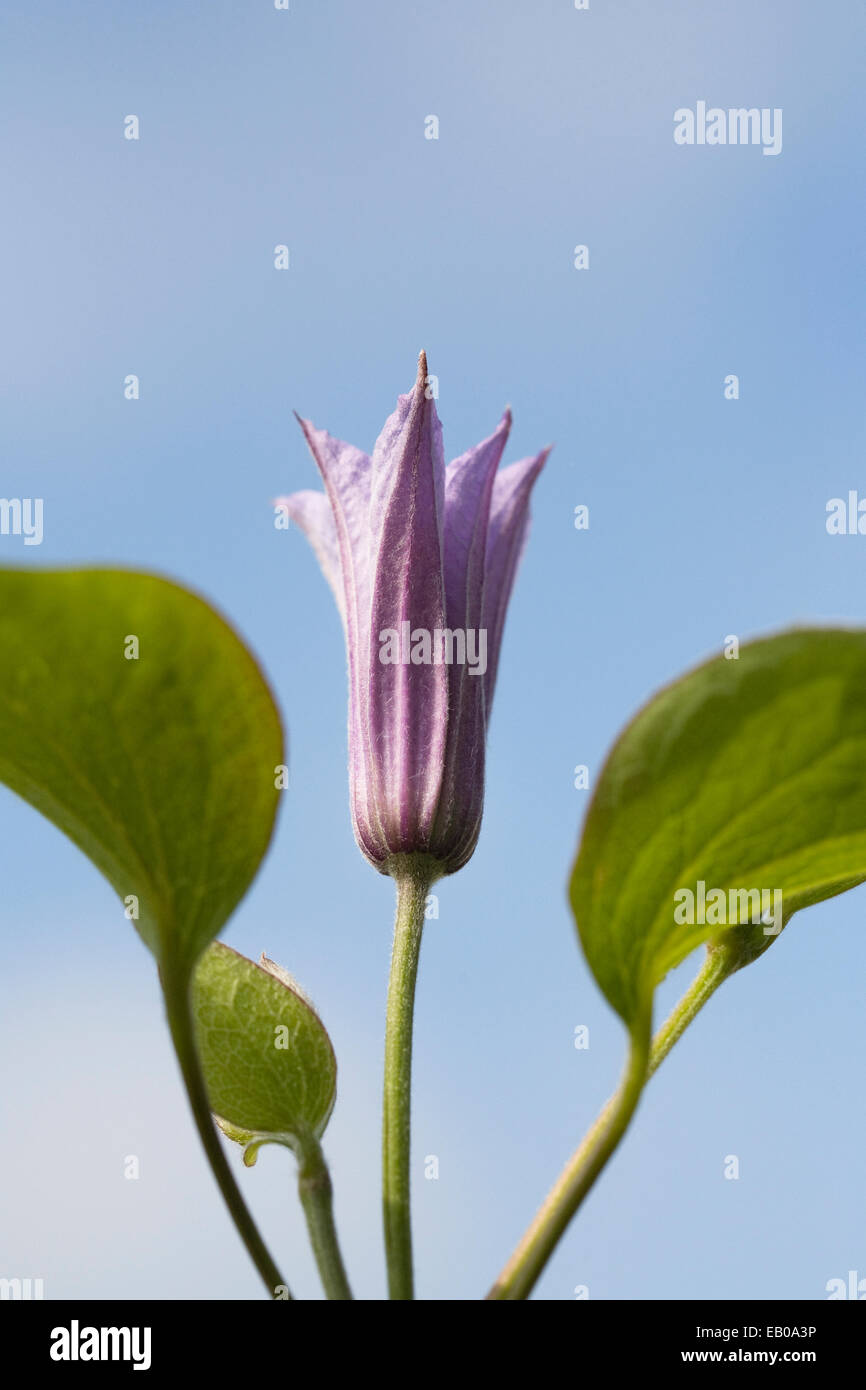 Fleur non ouverte de Clematis 'New Dawn'. Banque D'Images
