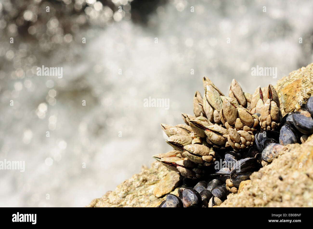 Les roches de la côte couverte de balanes et de moules d'oie. Banque D'Images