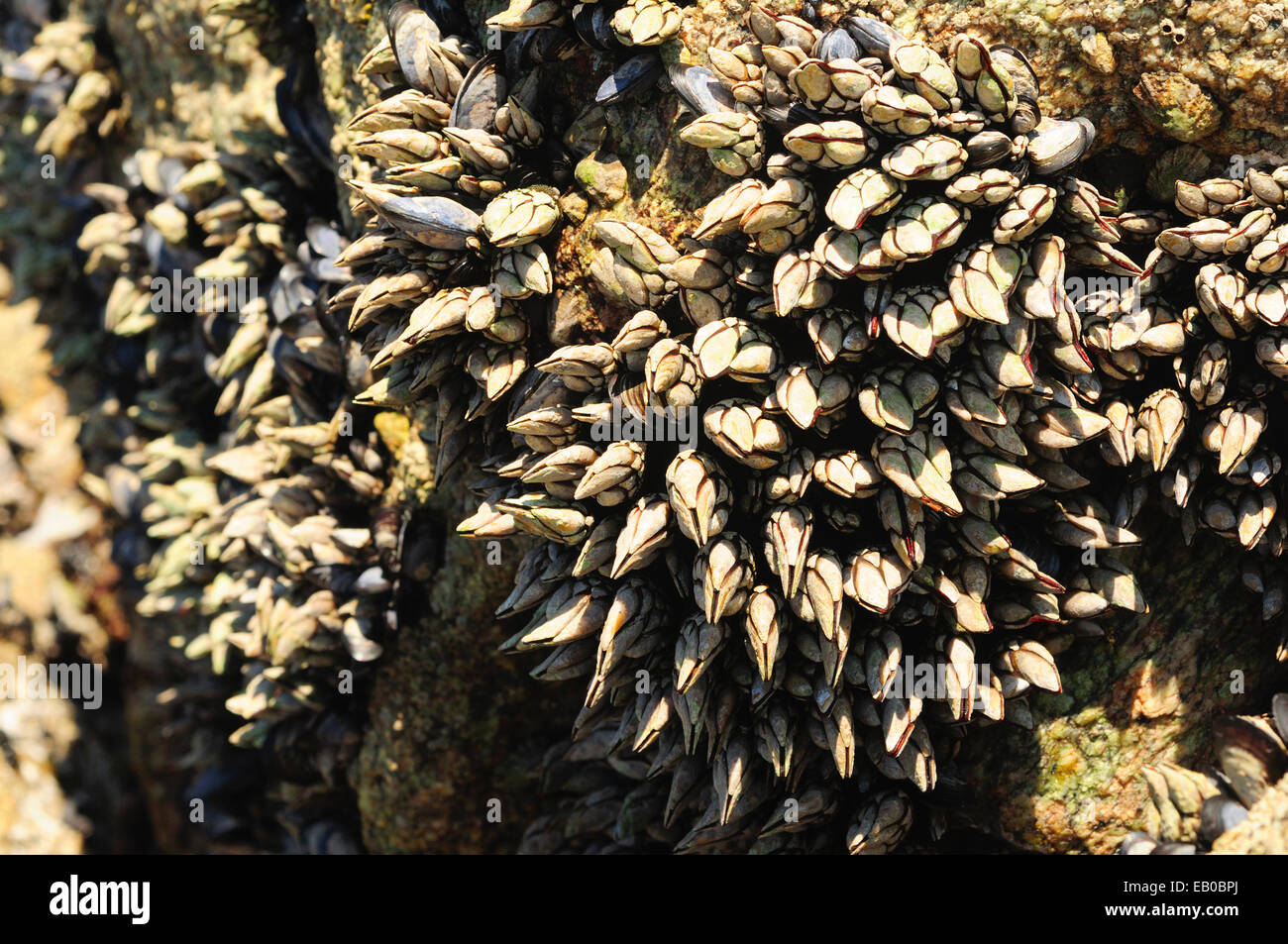 Les roches de la côte couverte de balanes et de moules d'oie. Banque D'Images