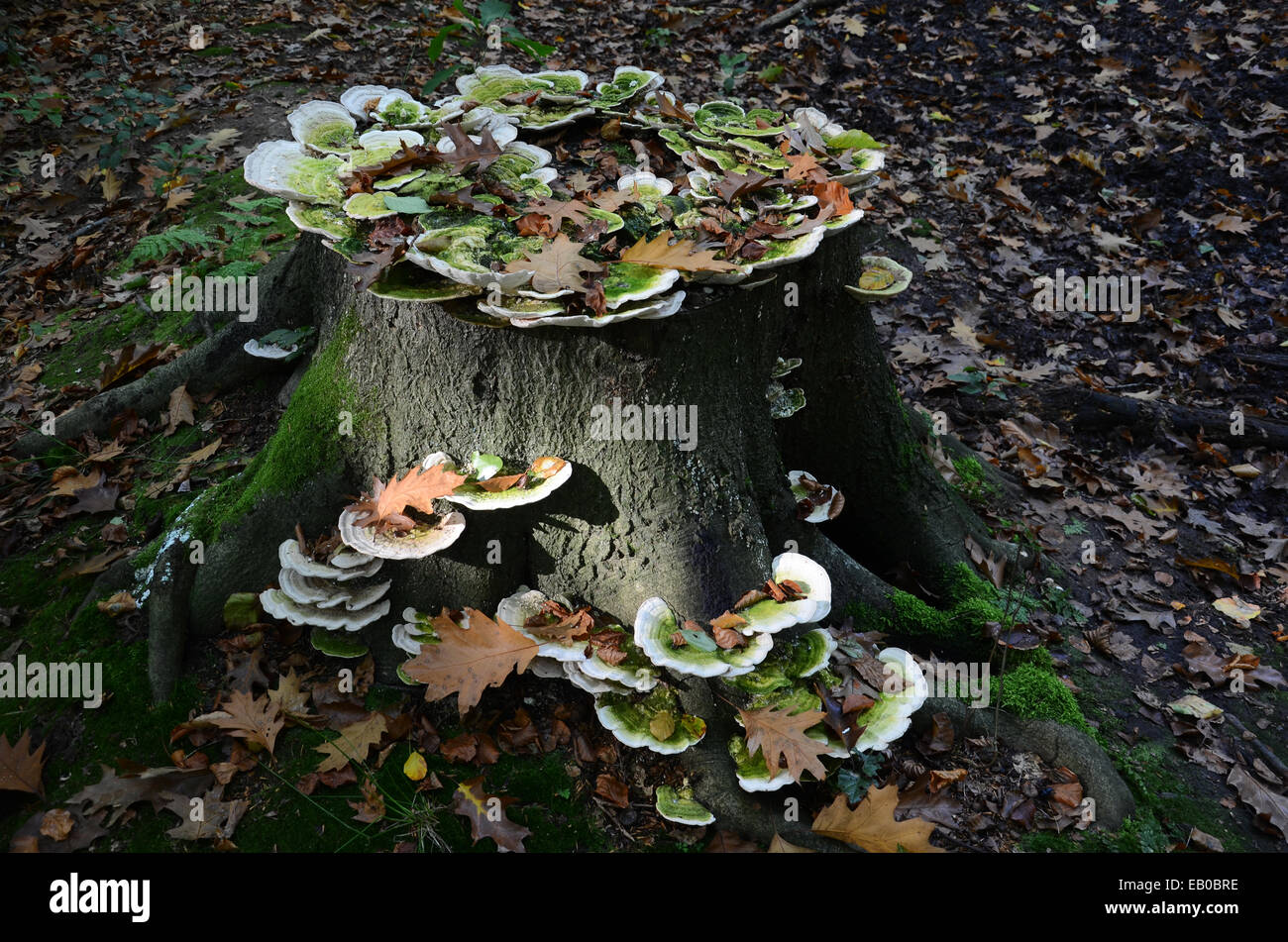 Close up de tronc d'arbre avec des champignons Banque D'Images