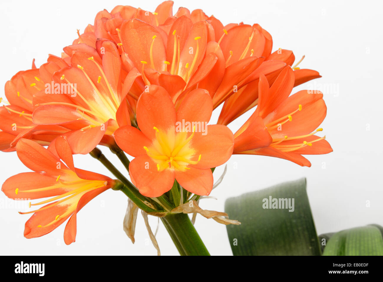 Libre de fleurs lys kaffir, isolated on white Banque D'Images