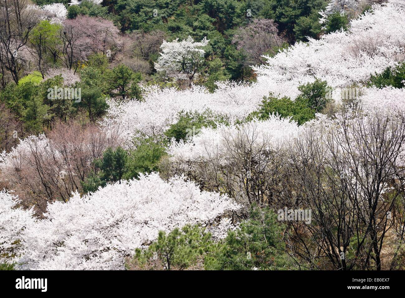 Une véritable floraison des cerisiers dans Nam-Mountain coréen à Séoul, Corée Banque D'Images