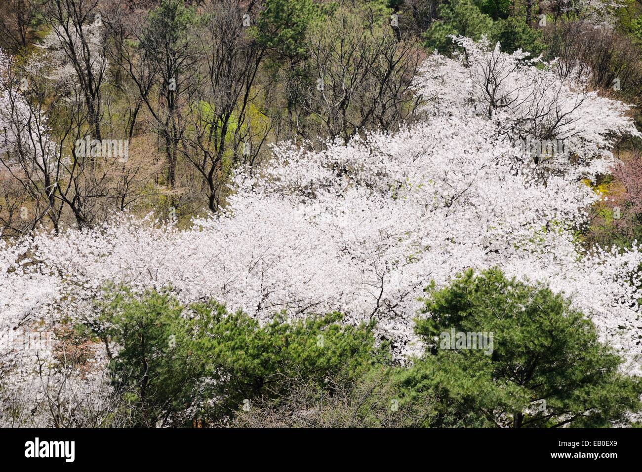 Une véritable floraison des cerisiers dans Nam-Mountain coréen à Séoul, Corée Banque D'Images