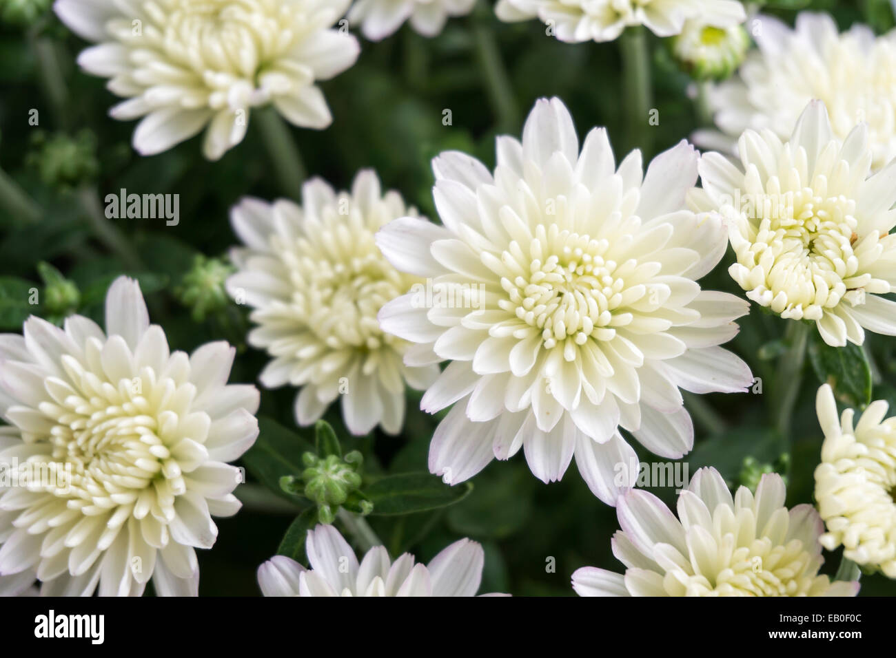 Gros plan du champ de fleur de chrysanthème blanc Banque D'Images