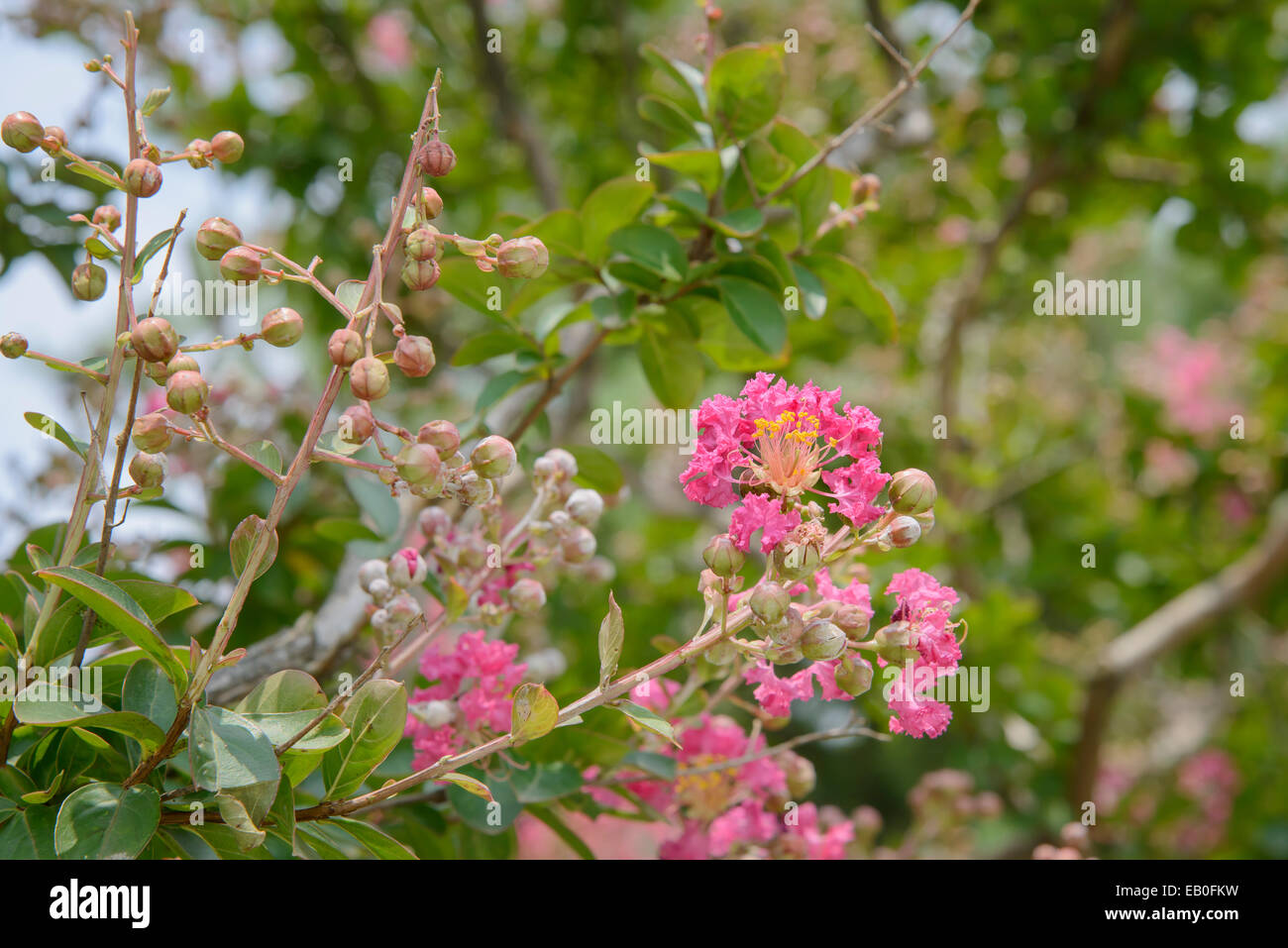 Close-up of pink Lagerstroemia indica flowrs dans l'air extérieur Banque D'Images