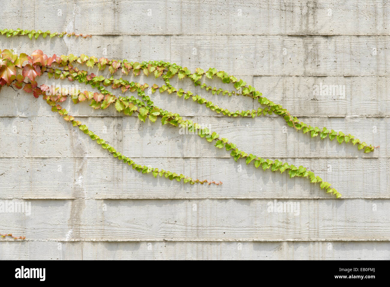 Vignes d'Escalade sur mur blanc à motifs en bois Banque D'Images