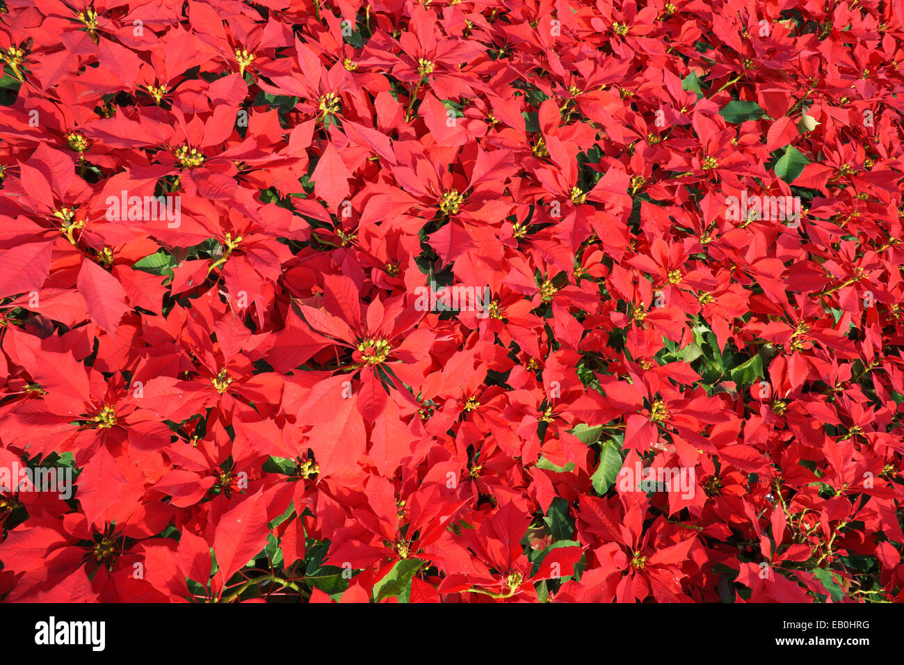 Couleur rouge vif dans un champ de fleurs poinsetia Banque D'Images