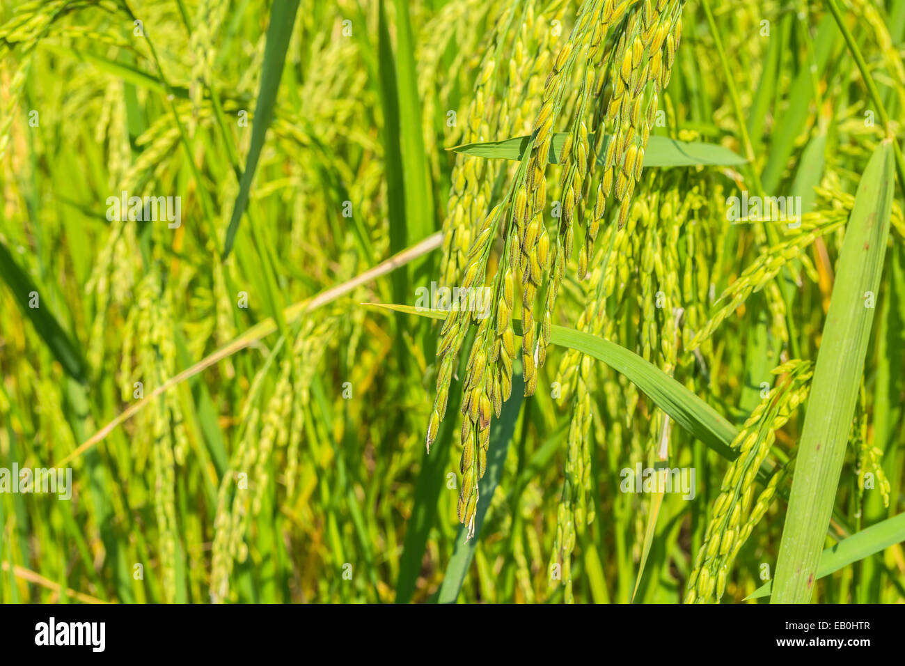 épi de riz Banque de photographies et d’images à haute résolution - Alamy